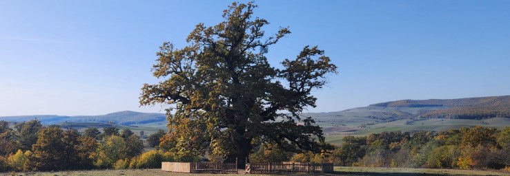 El anciano roble de los&nbsp;Cárpatos